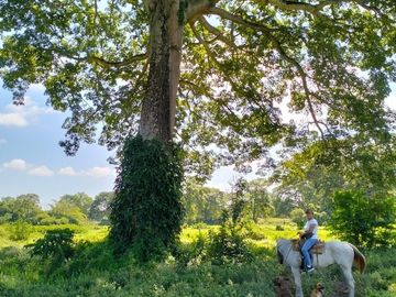 Se vende Rancho de pastizales y ganado en Chiapas