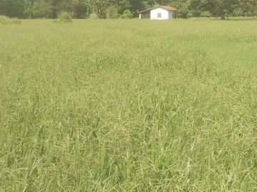 Se vende Rancho de pastizales y ganado en Chiapas
