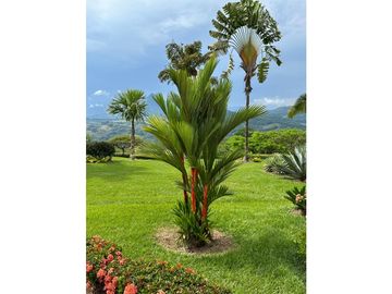 VENTA FINCA TMESIS, SUROESTE ANTIOQUEÑO