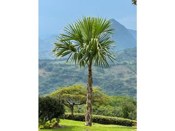 VENTA FINCA TMESIS, SUROESTE ANTIOQUEÑO