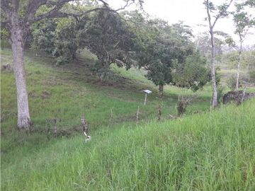 VENTA DE FINCA, FREDONIA SUROESTE ANTIOQUEÑO.