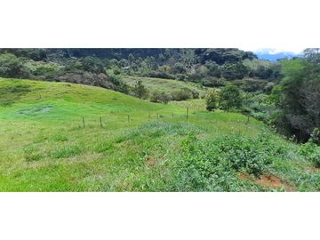 VENTA DE FINCA FREDONIA,SUROESTE ANTIOQUEÑO.