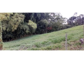 VENTA DE FINCA FREDONIA,SUROESTE ANTIOQUEÑO.