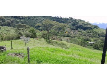 VENTA DE FINCA FREDONIA,SUROESTE ANTIOQUEÑO.