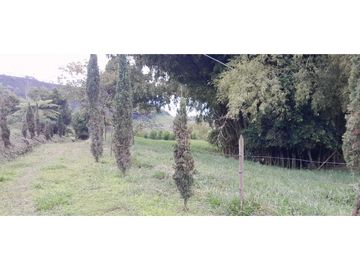 VENTA DE FINCA FREDONIA,SUROESTE ANTIOQUEÑO.
