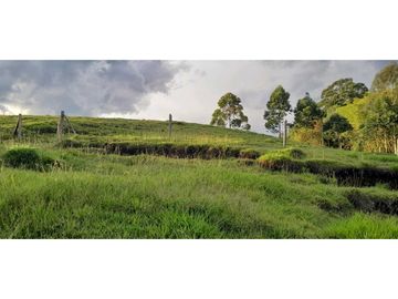VENTA DE FINCA FREDONIA, SUROESTE ANTIOQUEÑO.