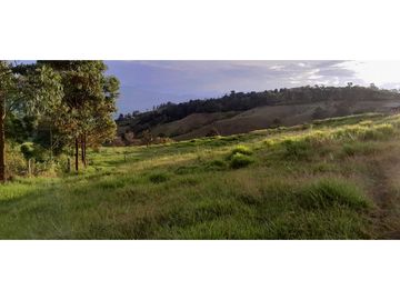 VENTA DE FINCA FREDONIA, SUROESTE ANTIOQUEÑO.