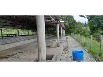 VENTA DE FINCA FREDONIA, SUROESTE ANTIOQUEÑO