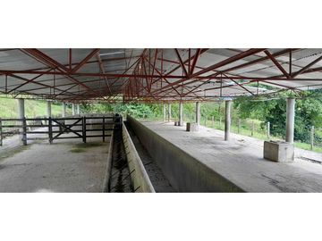 VENTA DE FINCA FREDONIA, SUROESTE ANTIOQUEÑO
