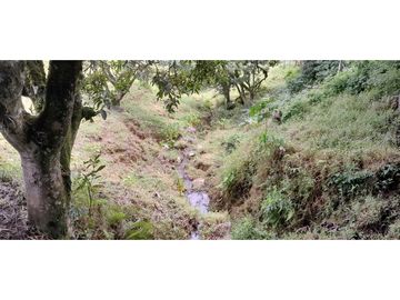 VENTA DE FINCA FREDONIA, SUROESTE ANTIOQUEÑO