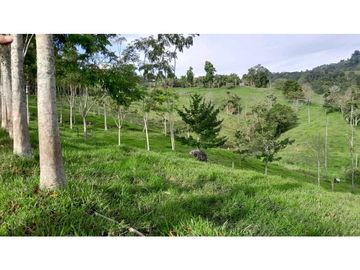 VENTA DE FINCA, FREDONIA SUROESTE ANTIOQUEÑO.