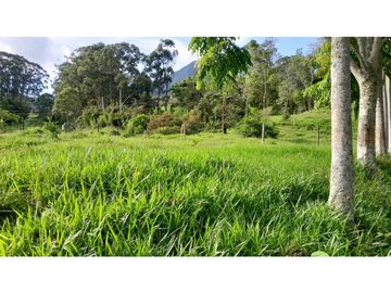 VENTA DE FINCA, FREDONIA SUROESTE ANTIOQUEÑO.