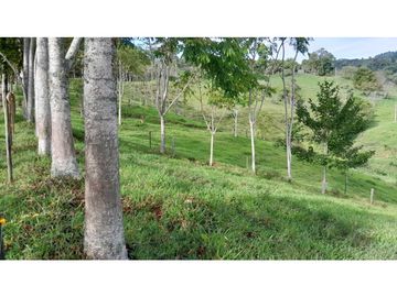 VENTA DE FINCA, FREDONIA SUROESTE ANTIOQUEÑO.