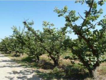 Casa en Venta en Venta Terreno 3,85 Hás Agro con Casa Calera de Tango con Lonquén sin Comisión