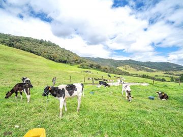 Hacienda en Venta en Tarqui, Cuenca, Azuay - 64,8 Hectareas - Hacienda Ganadera