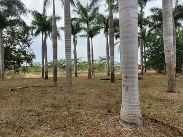 Rancho en Venta en Kinchil Yucatán