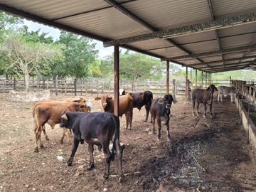 Rancho en Venta en Kinchil Yucatán