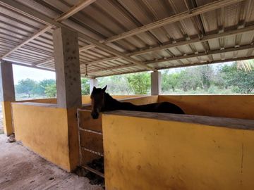Rancho en Venta en Kinchil Yucatán