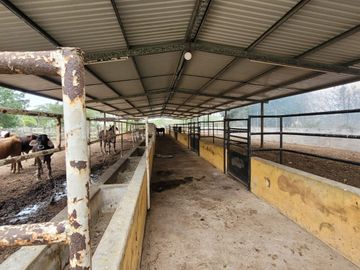 Rancho en Venta en Kinchil Yucatán