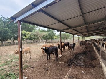 Rancho en Venta en Kinchil Yucatán