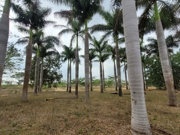 Rancho en Venta en Kinchil Yucatán