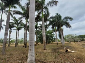Rancho en Venta en Kinchil Yucatán