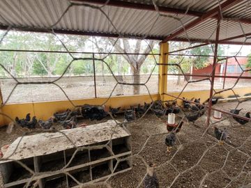 Rancho en Venta en Kinchil Yucatán