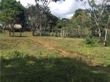 COCLE / PENONOME / FINCA GANADERA 146 HECTAREAS / RIOS / QUEBRADAS