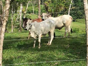 COCLE / PENONOME / FINCA GANADERA 146 HECTAREAS / RIOS / QUEBRADAS
