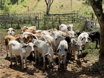 COCLE / PENONOME / FINCA GANADERA 146 HECTAREAS / RIOS / QUEBRADAS