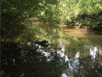 COCLE / PENONOME / FINCA GANADERA 146 HECTAREAS / RIOS / QUEBRADAS