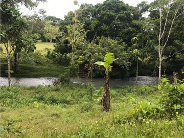 COCLE / PENONOME / FINCA GANADERA 146 HECTAREAS / RIOS / QUEBRADAS