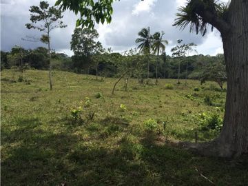 COCLE / PENONOME / FINCA GANADERA 146 HECTAREAS / RIOS / QUEBRADAS