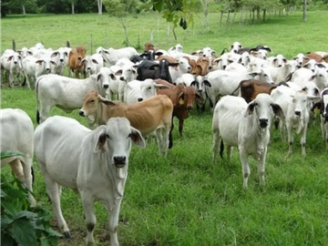 COCLE / PENONOME / FINCA GANADERA 146 HECTAREAS / RIOS / QUEBRADAS