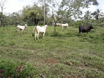 COCLE / PENONOME / FINCA GANADERA 146 HECTAREAS / RIOS / QUEBRADAS