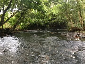 COCLE / PENONOME / FINCA GANADERA 146 HECTAREAS / RIOS / QUEBRADAS