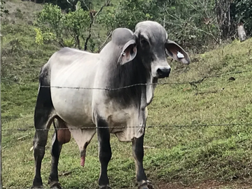 COCLE / PENONOME / FINCA GANADERA 146 HECTAREAS / RIOS / QUEBRADAS
