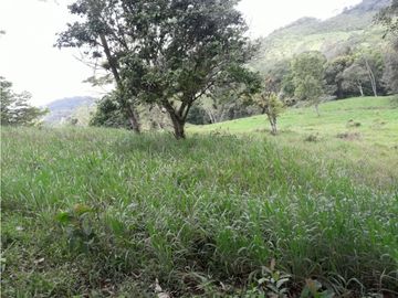 COCLE / PENONOME / FINCA GANADERA 146 HECTAREAS / RIOS / QUEBRADAS