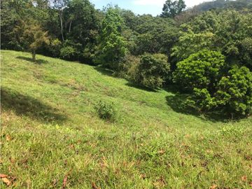 COCLE / PENONOME / FINCA GANADERA 146 HECTAREAS / RIOS / QUEBRADAS