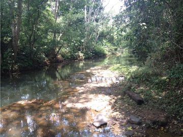 COCLE / PENONOME / FINCA GANADERA 146 HECTAREAS / RIOS / QUEBRADAS