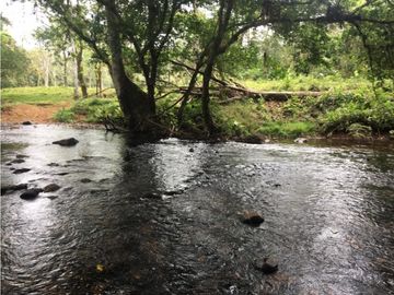 COCLE / PENONOME / FINCA GANADERA 146 HECTAREAS / RIOS / QUEBRADAS