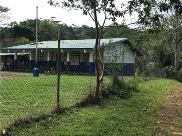 COCLE / PENONOME / FINCA GANADERA 146 HECTAREAS / RIOS / QUEBRADAS