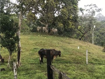 COCLE / PENONOME / FINCA GANADERA 146 HECTAREAS / RIOS / QUEBRADAS