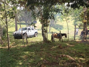 COCLE / PENONOME / FINCA GANADERA 146 HECTAREAS / RIOS / QUEBRADAS