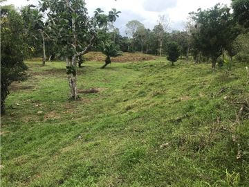 COCLE / PENONOME / FINCA GANADERA 146 HECTAREAS / RIOS / QUEBRADAS