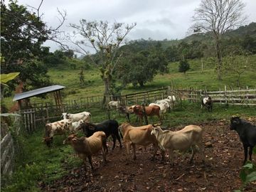 COCLE / PENONOME / FINCA GANADERA 146 HECTAREAS / RIOS / QUEBRADAS