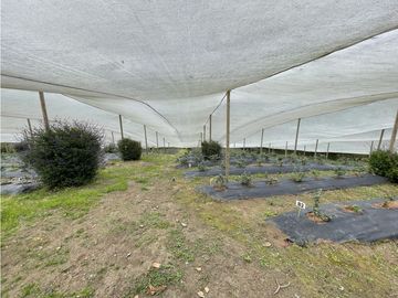 FINCA CON LOTE PARA PARCELAR EN VENTA CARMEN DE VIBORAL