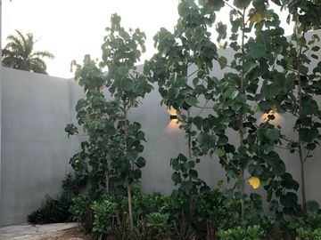 Venta Casa en Jesus Carranza Merida