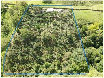 SE VENDE FINCA EN LA VIA CIRCASIA - MONTENEGRO