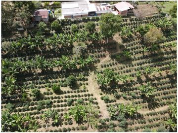 SE VENDE FINCA EN LA VIA CIRCASIA - MONTENEGRO